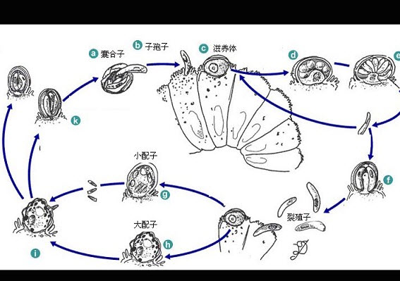 疟原虫的种类b