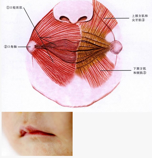 湿疹皮损的共同特点有(),(),(),().