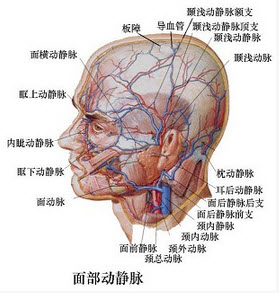 颌面部恶性肿瘤进行动脉内灌注化疗药物时所选用的动脉是)